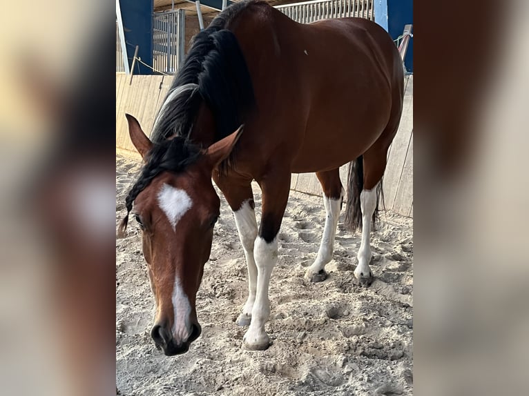 Paint-häst Blandning Sto 4 år 153 cm Tobiano-skäck-alla-färger in Krummhörn