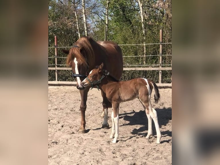 Paint-häst Blandning Sto 4 år 153 cm Tobiano-skäck-alla-färger in Krummhörn