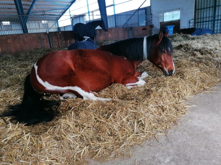 Paint-häst Blandning Sto 4 år 153 cm Tobiano-skäck-alla-färger in Krummhörn