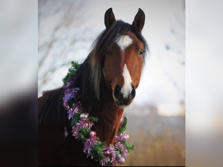 Paint-häst Blandning Sto 4 år 153 cm Tobiano-skäck-alla-färger in Krummhörn