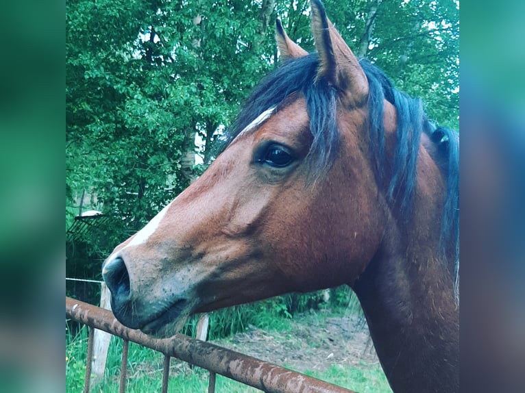 Paint-häst Blandning Sto 4 år 153 cm Tobiano-skäck-alla-färger in Krummhörn