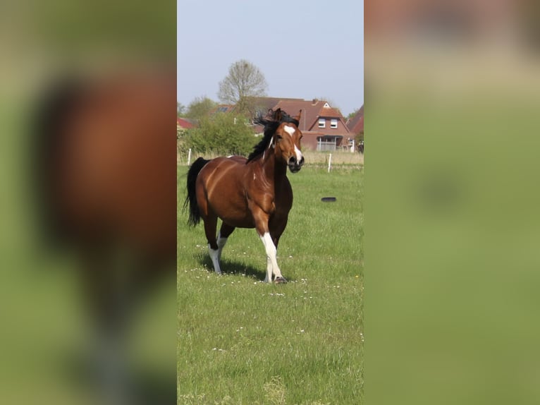 Paint-häst Blandning Sto 4 år 153 cm Tobiano-skäck-alla-färger in Krummhörn