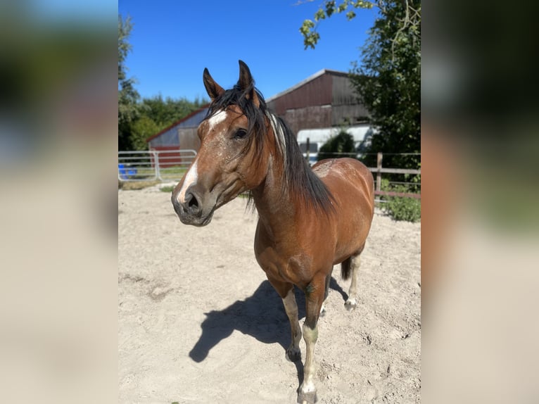 Paint-häst Blandning Sto 4 år 153 cm Tobiano-skäck-alla-färger in Krummhörn