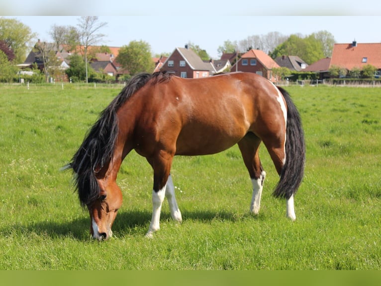 Paint-häst Blandning Sto 4 år 153 cm Tobiano-skäck-alla-färger in Krummhörn