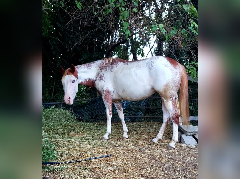 Paint-häst Sto 5 år 150 cm Overo-skäck-alla-färger in Cermenate