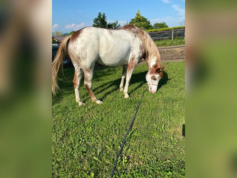 Paint-häst Sto 5 år 150 cm Overo-skäck-alla-färger in Cermenate