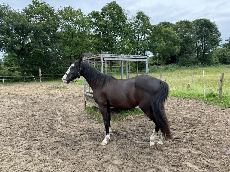 Paint-häst Blandning Sto 5 år 151 cm Svart in Bremervörde