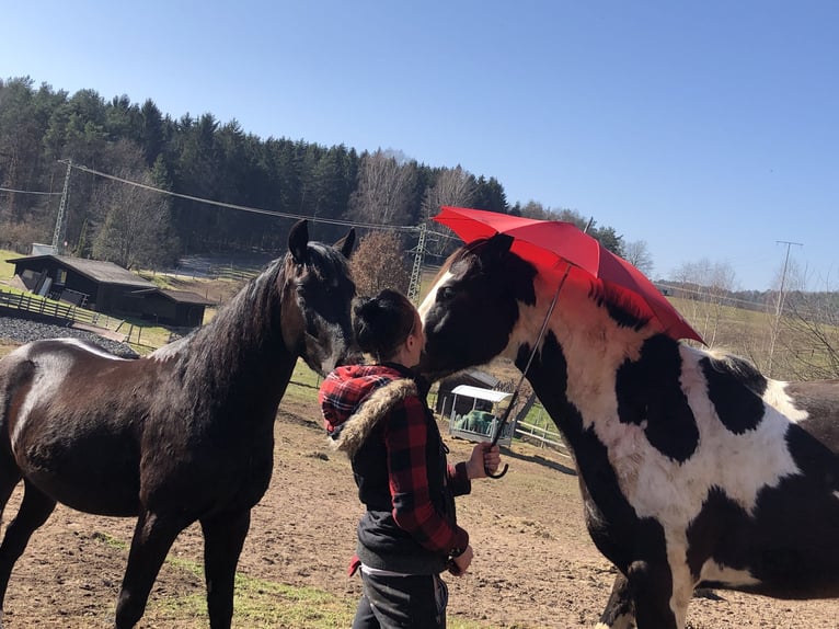 Paint-häst Sto 5 år 154 cm Overo-skäck-alla-färger in Nanzdietschweiler