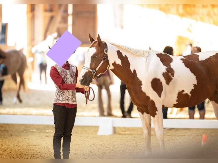 Paint-häst Sto 5 år 158 cm Tobiano-skäck-alla-färger in Weißenburg in Bayern