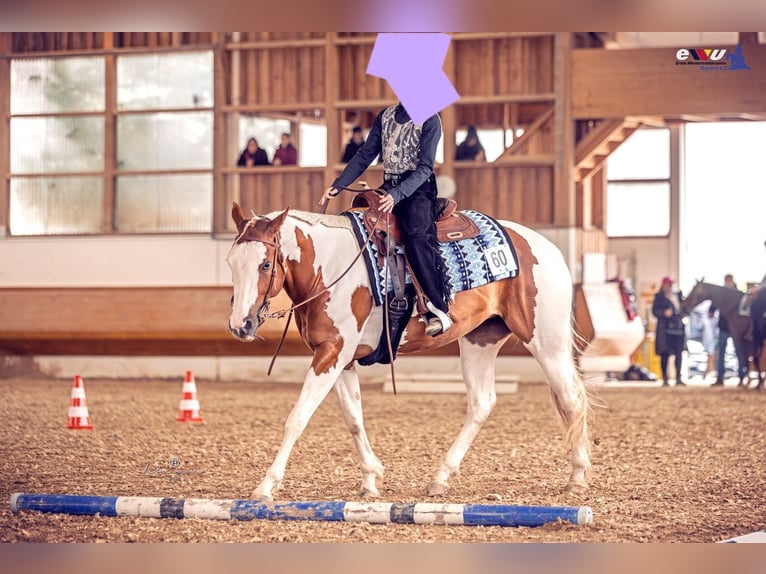 Paint-häst Sto 5 år 158 cm Tobiano-skäck-alla-färger in Weißenburg in Bayern