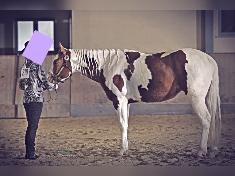 Paint-häst Sto 5 år 158 cm Tobiano-skäck-alla-färger in Weißenburg in Bayern