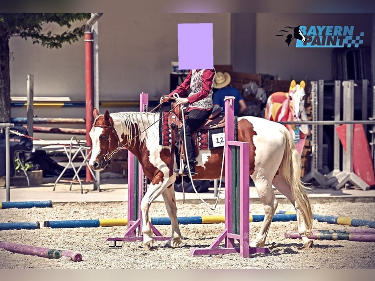 Paint-häst Sto 5 år 158 cm Tobiano-skäck-alla-färger in Weißenburg in Bayern