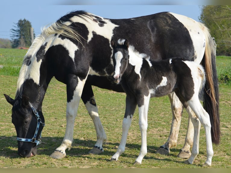 Paint-häst Sto 5 år 160 cm Tobiano-skäck-alla-färger in Saillenard