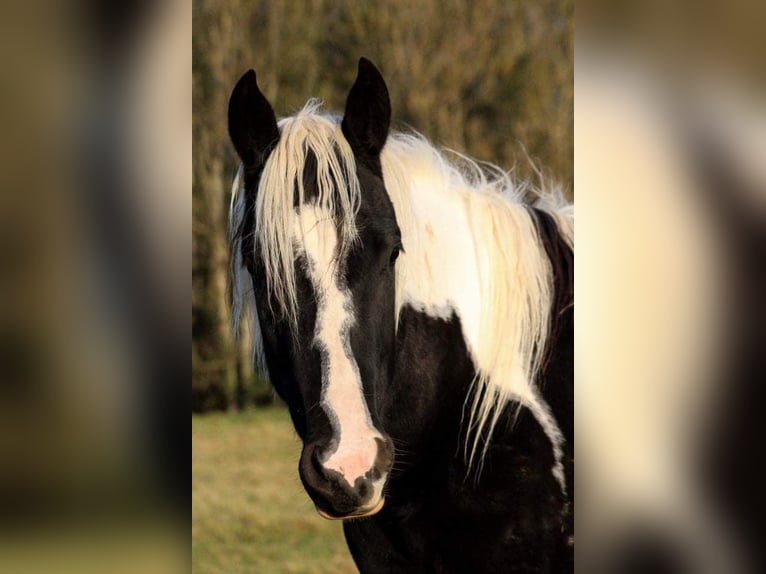 Paint-häst Sto 5 år 160 cm Tobiano-skäck-alla-färger in Saillenard