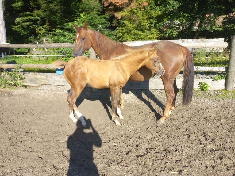 Paint-häst Sto 6 år 145 cm fux in Fischerbach