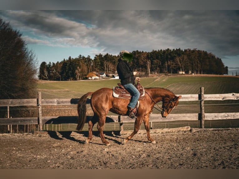 Paint-häst Sto 6 år 150 cm fux in Hallabro