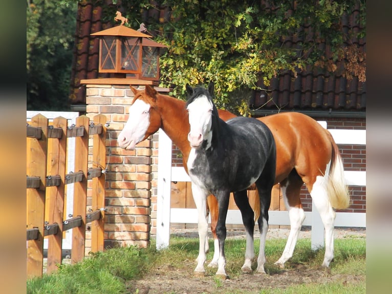 Paint-häst Blandning Sto 6 år 155 cm Overo-skäck-alla-färger in Oberhausen
