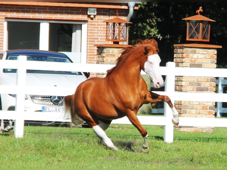 Paint-häst Blandning Sto 6 år 155 cm Overo-skäck-alla-färger in Oberhausen