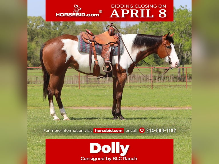 Paint-häst Sto 6 år 157 cm in Grand Saline, TX