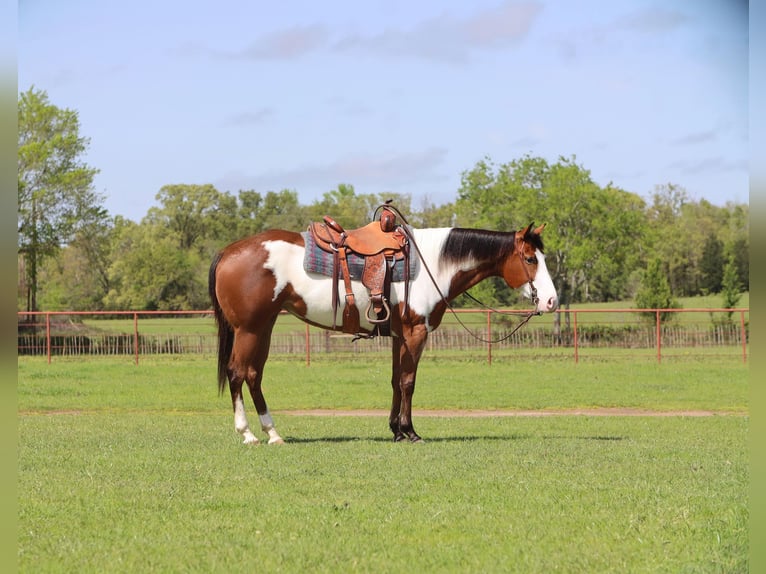 Paint-häst Sto 6 år 157 cm in Grand Saline, TX