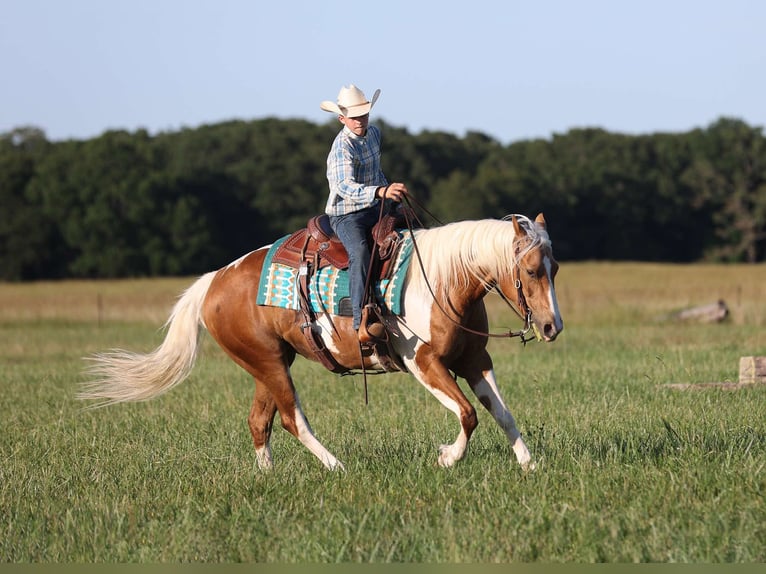 Paint-häst Sto 6 år Palomino in Adair Ok