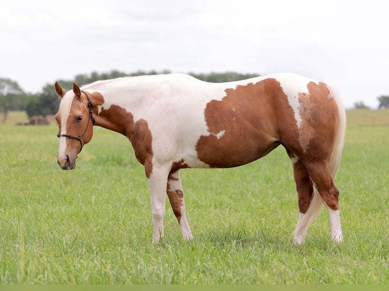 Paint-häst Sto 6 år Palomino in Adair Ok