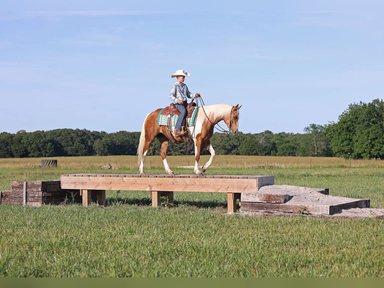 Paint-häst Sto 6 år Palomino in Adair Ok