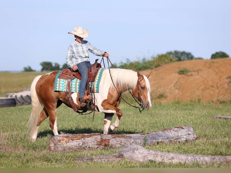 Paint-häst Sto 6 år Palomino in Adair Ok