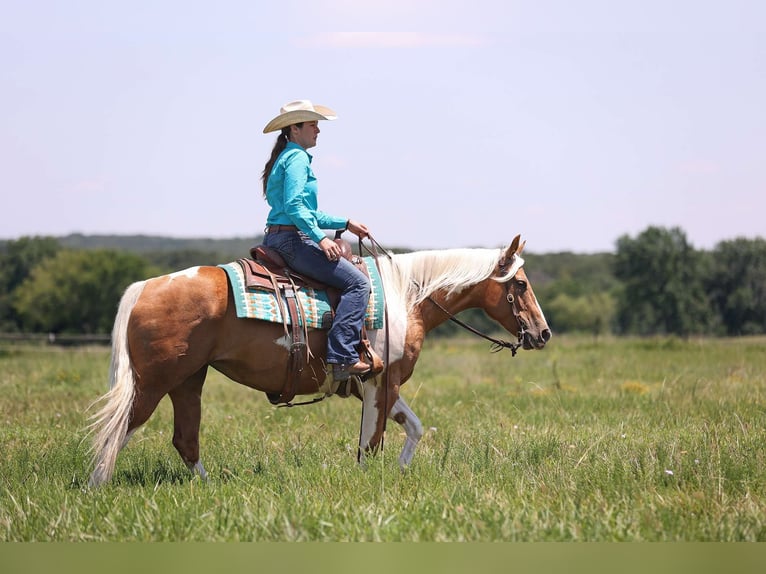 Paint-häst Sto 6 år Palomino in Adair Ok