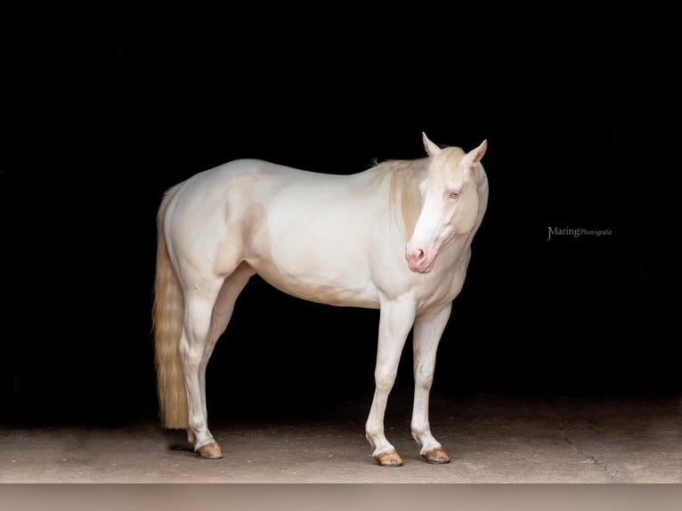 Paint-häst Sto 7 år 144 cm Tobiano-skäck-alla-färger in Elmlohe