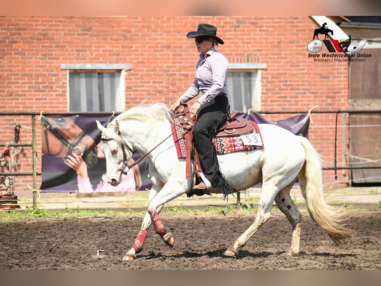 Paint-häst Sto 7 år 144 cm Tobiano-skäck-alla-färger in Elmlohe