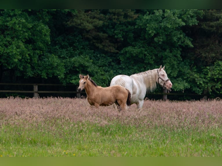 Paint-häst Sto 7 år 144 cm Tobiano-skäck-alla-färger in Elmlohe