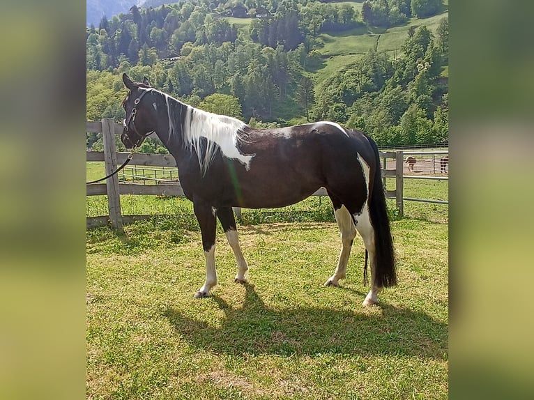Paint-häst Sto 7 år 148 cm Tobiano-skäck-alla-färger in Sankt Leonhard in Passeier