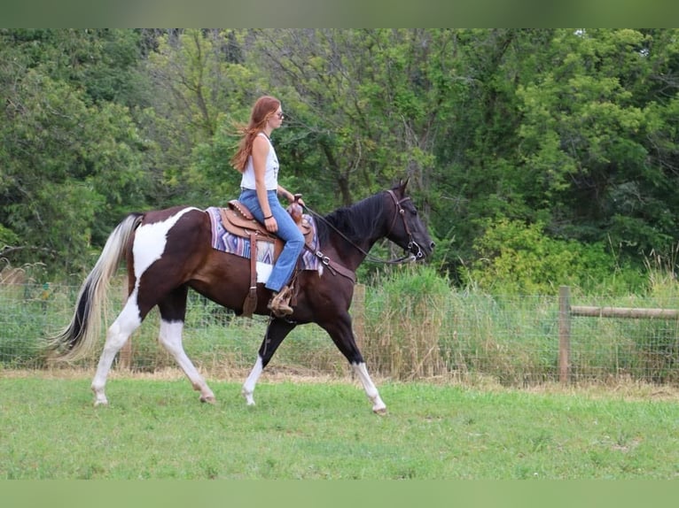 Paint-häst Sto 7 år 152 cm Tobiano-skäck-alla-färger in Howell, MI