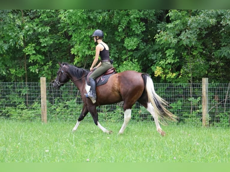 Paint-häst Sto 7 år 152 cm Tobiano-skäck-alla-färger in Howell, MI