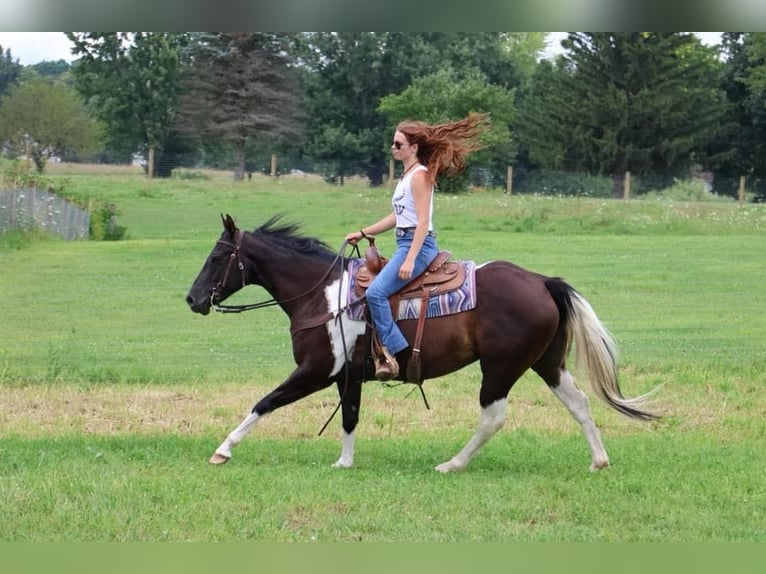 Paint-häst Sto 7 år 152 cm Tobiano-skäck-alla-färger in Howell, MI