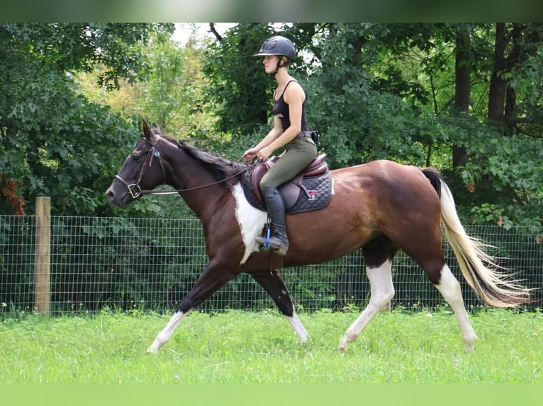 Paint-häst Sto 7 år 152 cm Tobiano-skäck-alla-färger in Howell, MI