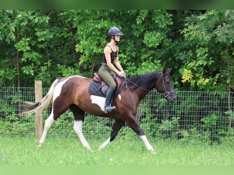 Paint-häst Sto 7 år 152 cm Tobiano-skäck-alla-färger in Howell, MI