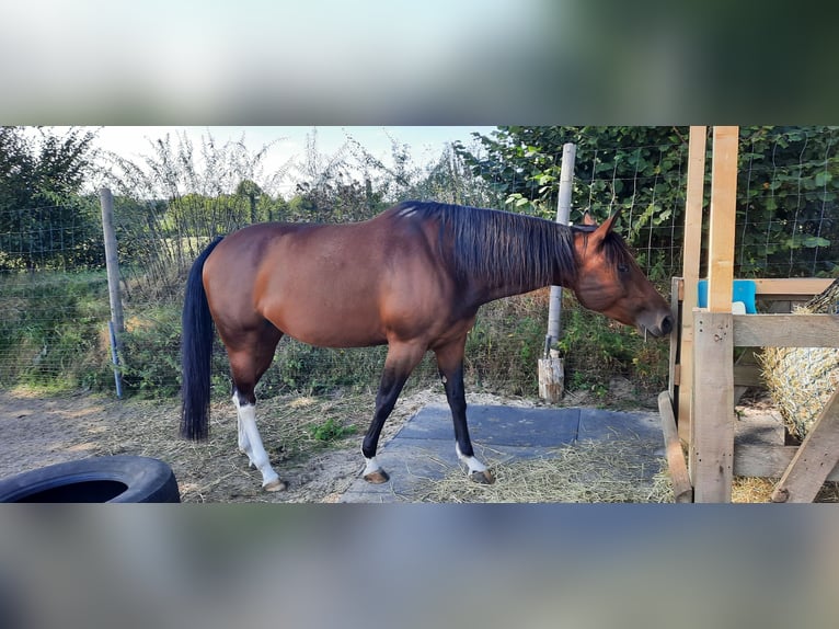 Paint-häst Sto 7 år 154 cm Brun in Hamfelde Kreis Stormarn