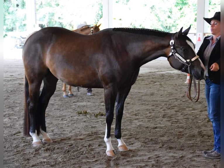 Paint-häst Sto 7 år 162 cm Rökfärgad svart in Pranzing