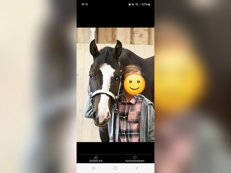 Paint-häst Sto 7 år 162 cm Rökfärgad svart in Pranzing