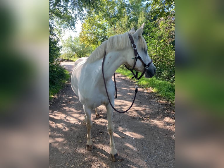 Paint-häst Blandning Sto 8 år 143 cm Grå in Mutterstadt