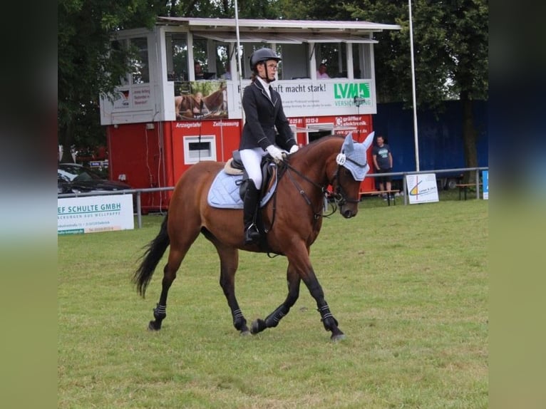 Paint-häst Sto 8 år 153 cm Brun in Lippstadt