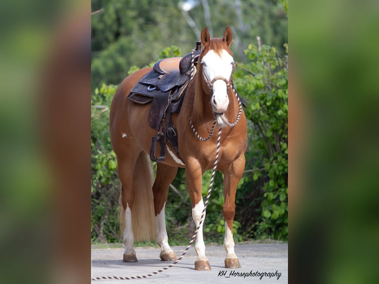 Paint-häst Sto 8 år 154 cm Overo-skäck-alla-färger in Nidderau