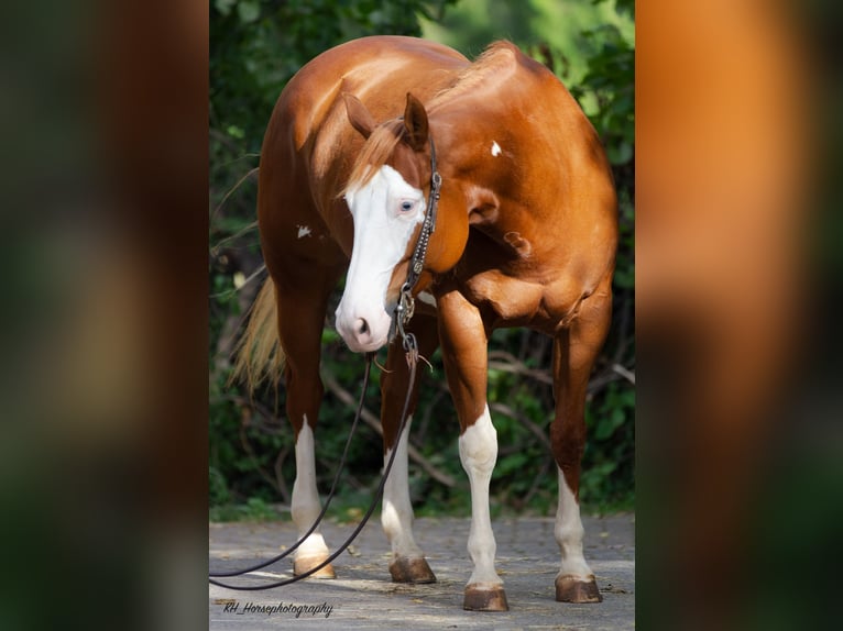 Paint-häst Sto 8 år 154 cm Overo-skäck-alla-färger in Nidderau