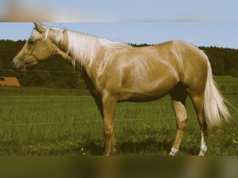 Paint-häst Sto 8 år 155 cm Palomino in Mespelbrunn