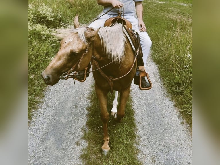 Paint-häst Sto 8 år 155 cm Palomino in Mespelbrunn