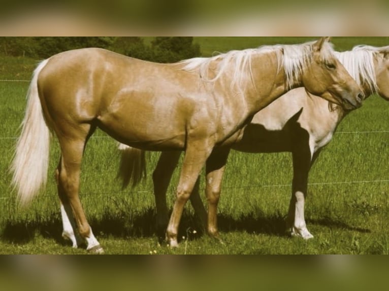 Paint-häst Sto 8 år 155 cm Palomino in Mespelbrunn