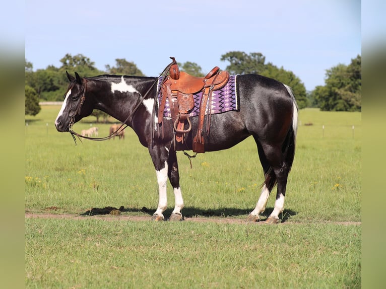 Paint-häst Sto 9 år 150 cm in Grand Saline, TX