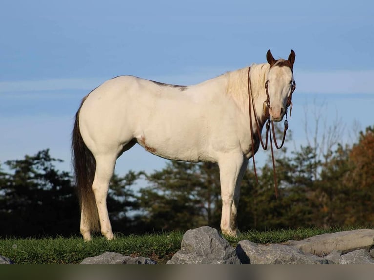 Paint-häst Sto 9 år 152 cm Overo-skäck-alla-färger in Rebersburg